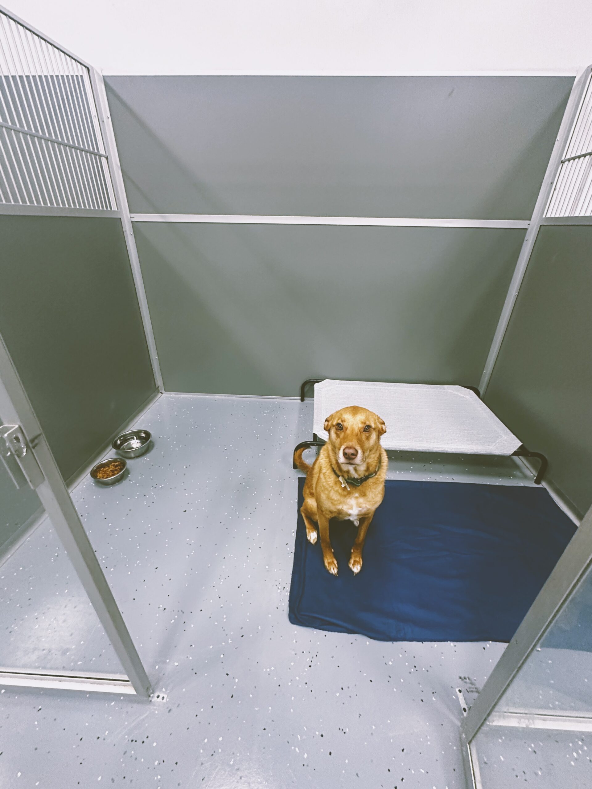 Boarding – A Country Kennel